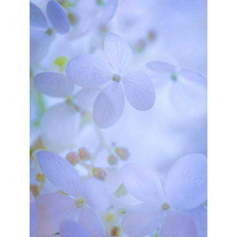 Hydrangea Paniculata II Gold Ornate Wood Framed Art Print with Double Matting by Mahan, Kathy