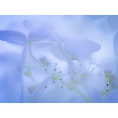 Lime Light Hydrangea I White Modern Wood Framed Art Print by Mahan, Kathy