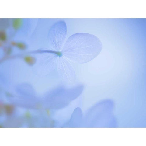 Lime Light Hydrangea III White Modern Wood Framed Art Print by Mahan, Kathy