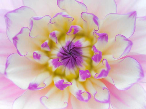 Dahlia Close Up III Black Ornate Wood Framed Art Print with Double Matting by Mahan, Kathy