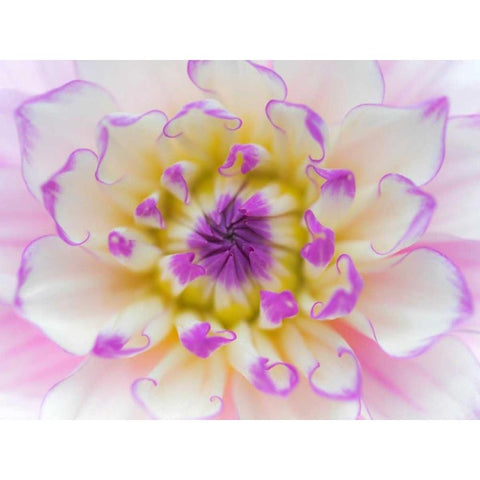 Dahlia Close Up III Gold Ornate Wood Framed Art Print with Double Matting by Mahan, Kathy
