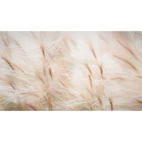 Foxtail Barley III White Modern Wood Framed Art Print by Mahan, Kathy