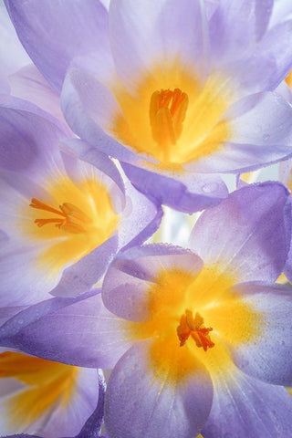 Crocus Blooms II White Modern Wood Framed Art Print with Double Matting by Mahan, Kathy