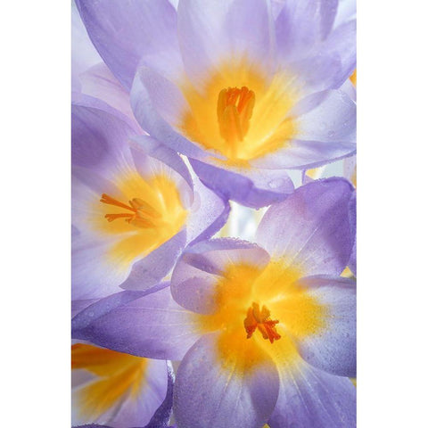 Crocus Blooms II Gold Ornate Wood Framed Art Print with Double Matting by Mahan, Kathy