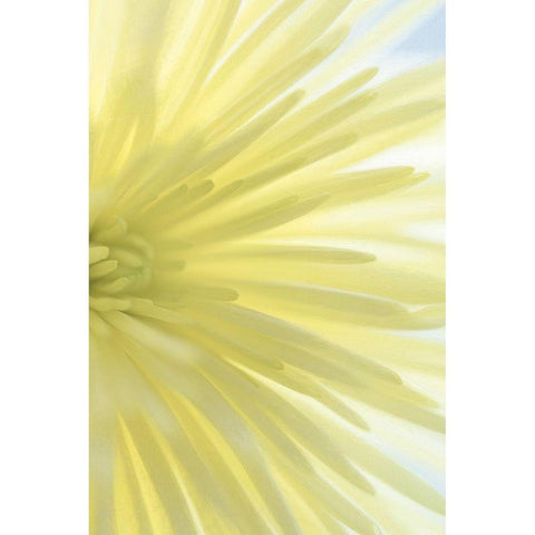 Yellow Chrysanthemum I White Modern Wood Framed Art Print by Mahan, Kathy