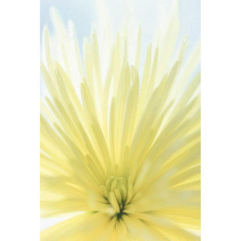 Yellow Chrysanthemum II White Modern Wood Framed Art Print by Mahan, Kathy