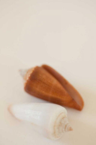 Shell by Shell I White Modern Wood Framed Art Print with Double Matting by Millet, Karyn