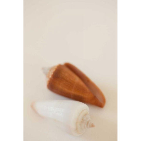 Shell by Shell I Black Modern Wood Framed Art Print by Millet, Karyn