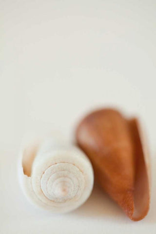 Shell by Shell II White Modern Wood Framed Art Print with Double Matting by Millet, Karyn