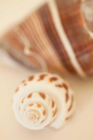 Shell by Shell III White Modern Wood Framed Art Print with Double Matting by Millet, Karyn
