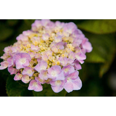 Hydrangeas I Black Modern Wood Framed Art Print with Double Matting by Millet, Karyn