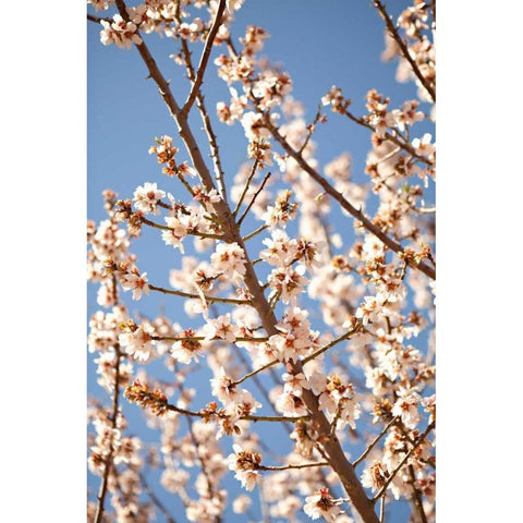 In Bloom VII Black Modern Wood Framed Art Print by Millet, Karyn