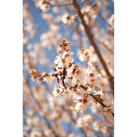 In Bloom VIII White Modern Wood Framed Art Print by Millet, Karyn