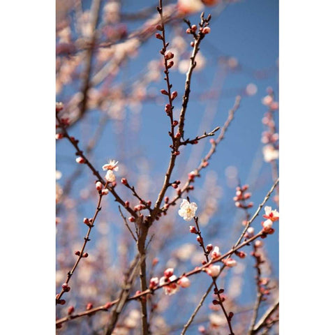 In Bloom X Black Modern Wood Framed Art Print by Millet, Karyn