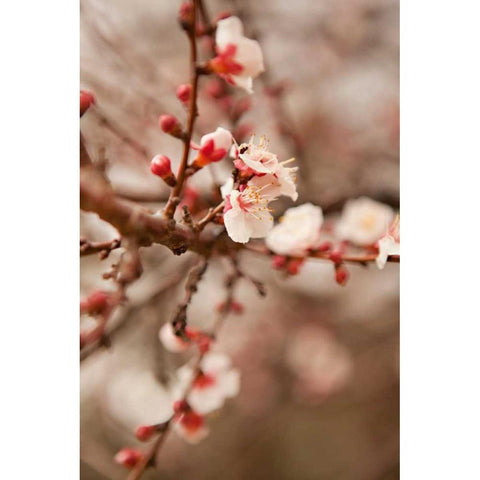 In Bloom XI White Modern Wood Framed Art Print by Millet, Karyn