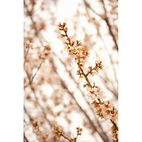 In Bloom XIV Black Modern Wood Framed Art Print by Millet, Karyn