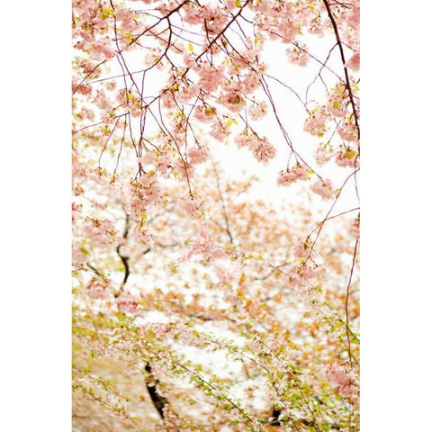 In Bloom XVIII Black Modern Wood Framed Art Print by Millet, Karyn