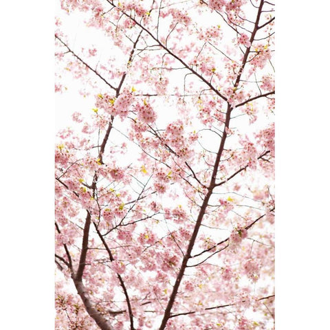 In Bloom XX Black Modern Wood Framed Art Print with Double Matting by Millet, Karyn