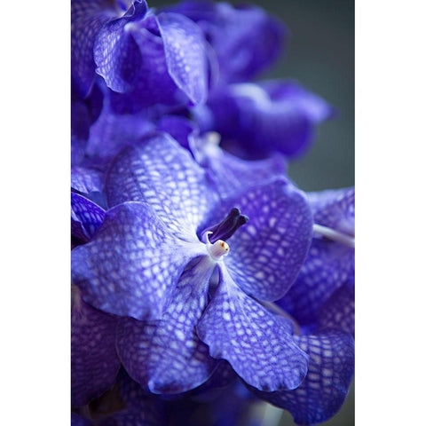 Vibrant Periwinkle Floral I Gold Ornate Wood Framed Art Print with Double Matting by Millet, Karyn