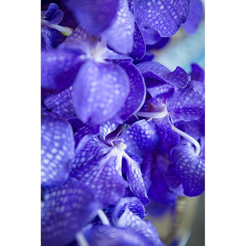 Vibrant Perwinkle Floral II Gold Ornate Wood Framed Art Print with Double Matting by Millet, Karyn