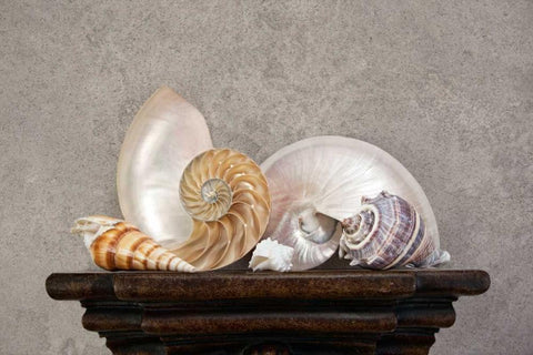 Seashell Still Life I Black Ornate Wood Framed Art Print with Double Matting by McNemar, C. Thomas