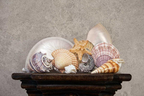 Seashell Still Life II Black Ornate Wood Framed Art Print with Double Matting by McNemar, C. Thomas