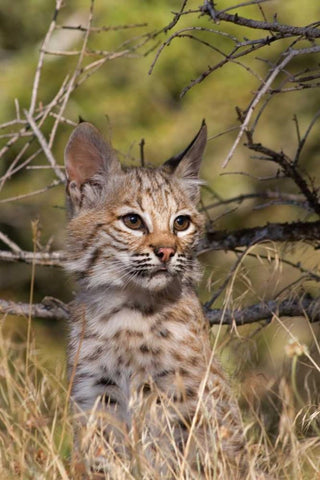 Lil Bob Black Ornate Wood Framed Art Print with Double Matting by Parker, Susann