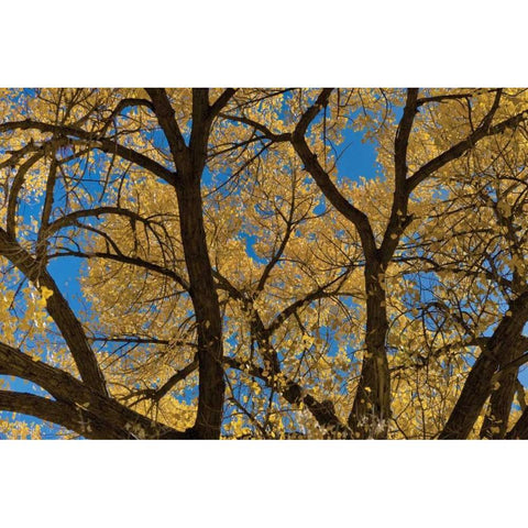Fall Leaves VII Gold Ornate Wood Framed Art Print with Double Matting by Peterson, Lee