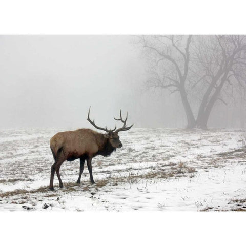 Elk III Gold Ornate Wood Framed Art Print with Double Matting by Putman, Tammy