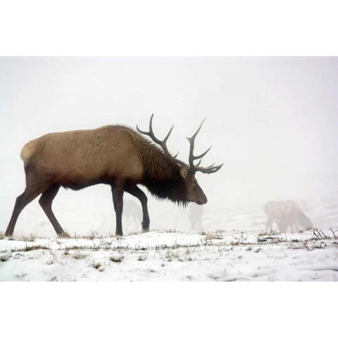 Elk IV Gold Ornate Wood Framed Art Print with Double Matting by Putman, Tammy