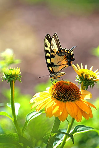Eastern Tiger Swallowtail Lift White Modern Wood Framed Art Print with Double Matting by Putman, Tammy