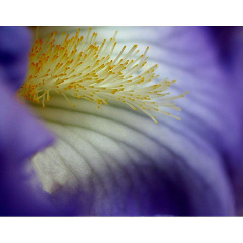 Iris White Modern Wood Framed Art Print by Putman, Tammy