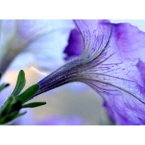 Purple Light White Modern Wood Framed Art Print by Putman, Tammy