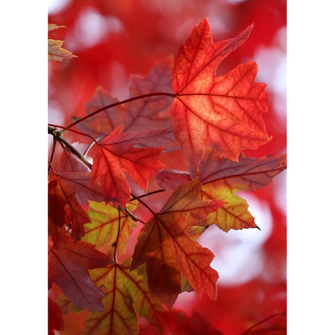 In the Red Gold Ornate Wood Framed Art Print with Double Matting by Putman, Tammy
