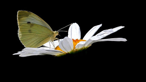 Cabbage White Black Modern Wood Framed Art Print by Putman, Tammy