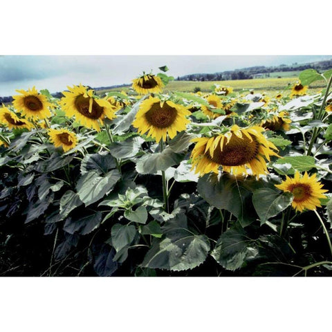 Sunflower Fields I Gold Ornate Wood Framed Art Print with Double Matting by Stefko, Bob
