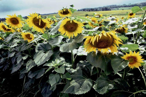 Sunflower Fields I Black Ornate Wood Framed Art Print with Double Matting by Stefko, Bob