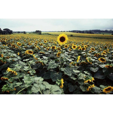 Sunflower Fields II Gold Ornate Wood Framed Art Print with Double Matting by Stefko, Bob