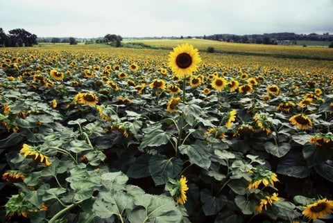 Sunflower Fields II White Modern Wood Framed Art Print with Double Matting by Stefko, Bob