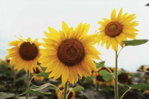 Sunflower Fields III Black Ornate Wood Framed Art Print with Double Matting by Stefko, Bob