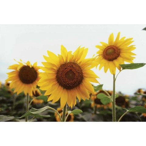 Sunflower Fields III Gold Ornate Wood Framed Art Print with Double Matting by Stefko, Bob