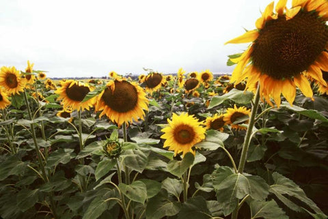 Sunflower Fields IV Black Ornate Wood Framed Art Print with Double Matting by Stefko, Bob