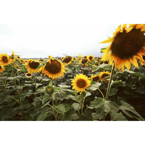 Sunflower Fields IV White Modern Wood Framed Art Print by Stefko, Bob