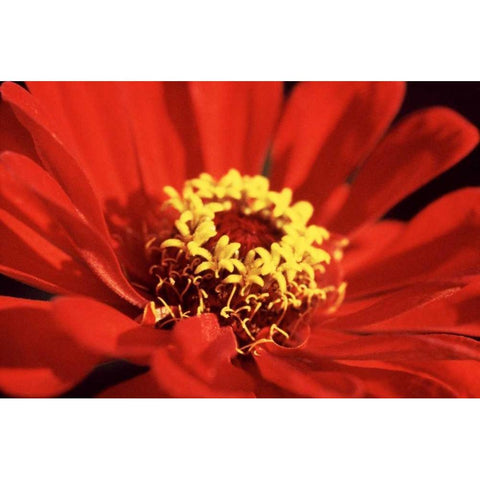Red Zinnia I Gold Ornate Wood Framed Art Print with Double Matting by Stefko, Bob