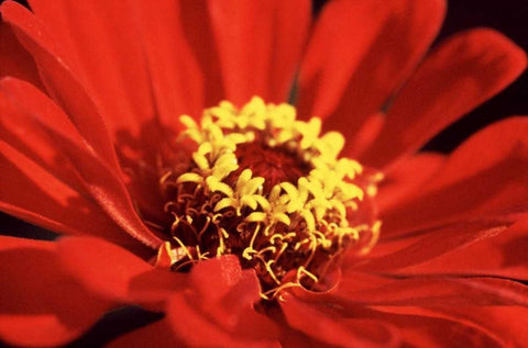 Red Zinnia I Black Ornate Wood Framed Art Print with Double Matting by Stefko, Bob