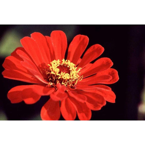 Red Zinnia II Gold Ornate Wood Framed Art Print with Double Matting by Stefko, Bob
