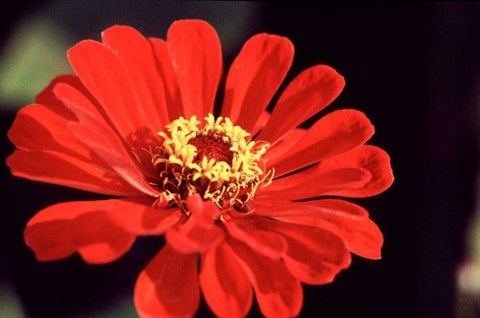 Red Zinnia II White Modern Wood Framed Art Print with Double Matting by Stefko, Bob