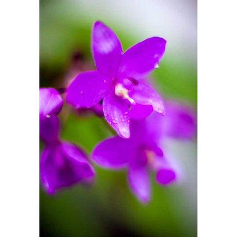 Purple Orchid I Gold Ornate Wood Framed Art Print with Double Matting by Stefko, Bob