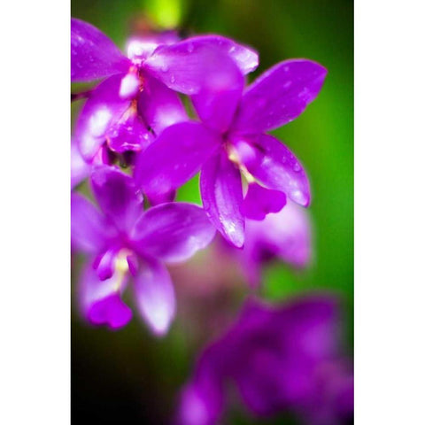 Purple Orchid II Gold Ornate Wood Framed Art Print with Double Matting by Stefko, Bob