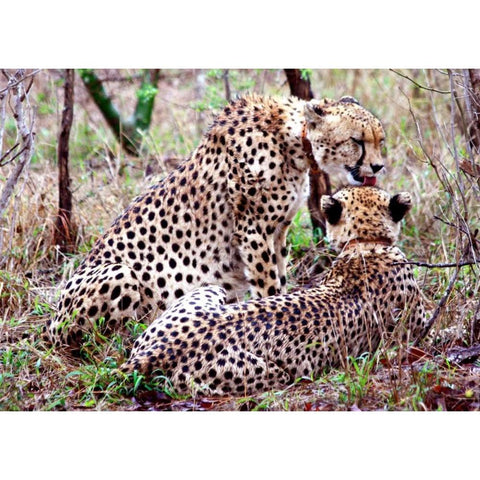 Safari Cheetah II Black Modern Wood Framed Art Print with Double Matting by Underdahl, Dana